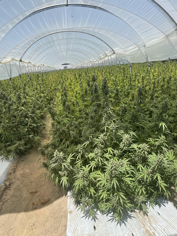 Auto EZ Bake Feminized Cannabis Seeds
