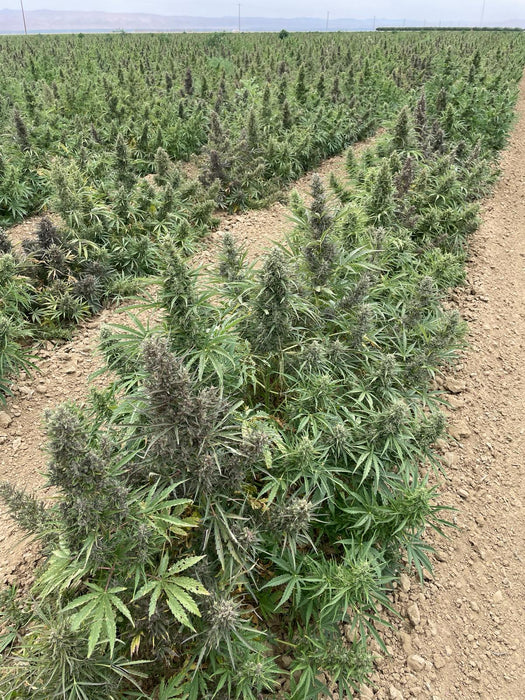 Auto Sour Krout Feminized Cannabis Seeds