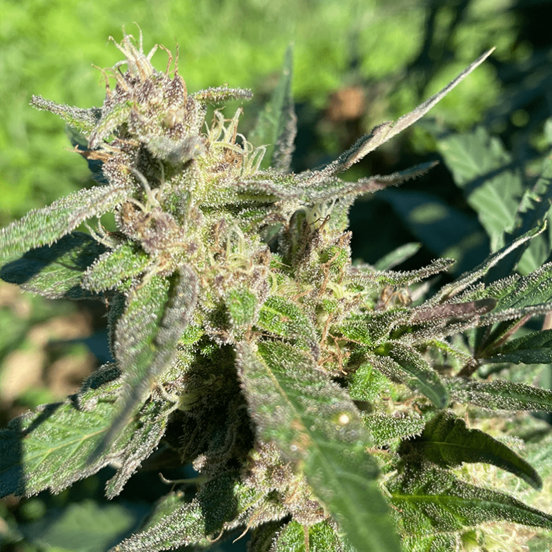 RosemaryAlchemy.png?v=1684267979