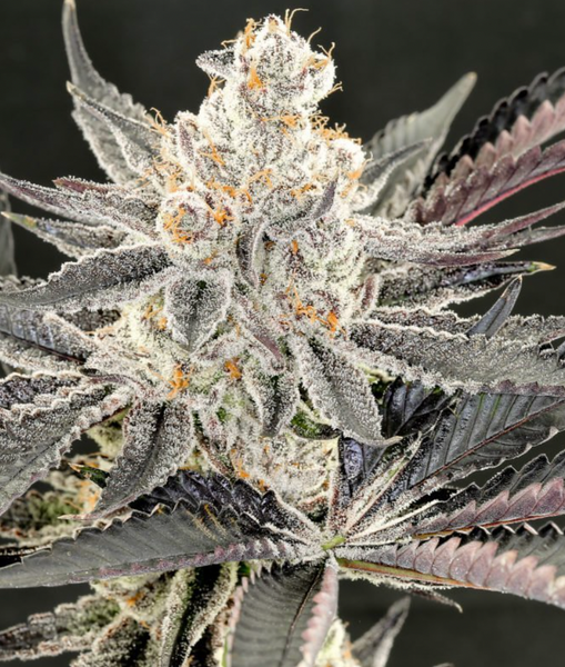 Sour Maui Feminized Cannabis Seeds | Trilogene Seeds