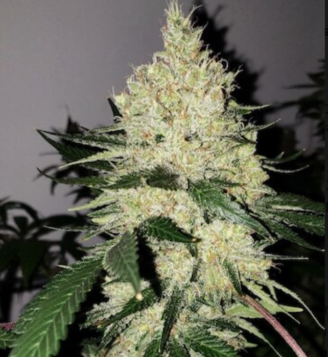 Apple SauZ Feminized Cannabis Seeds