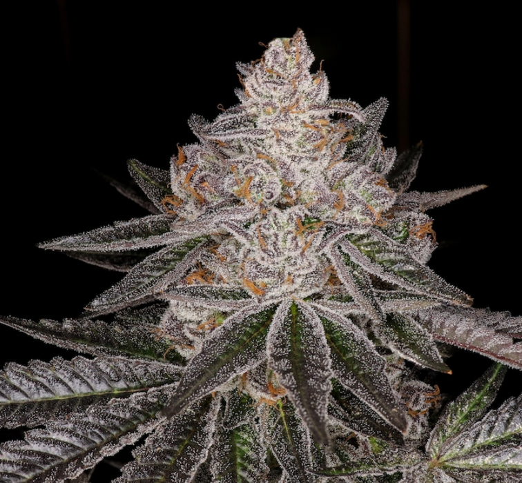 Granny Smith Punch Feminized Cannabis Seeds