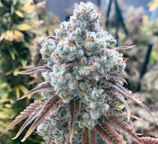 sour flower seeds Sweet N' Sour Feminized Cannabis Seeds