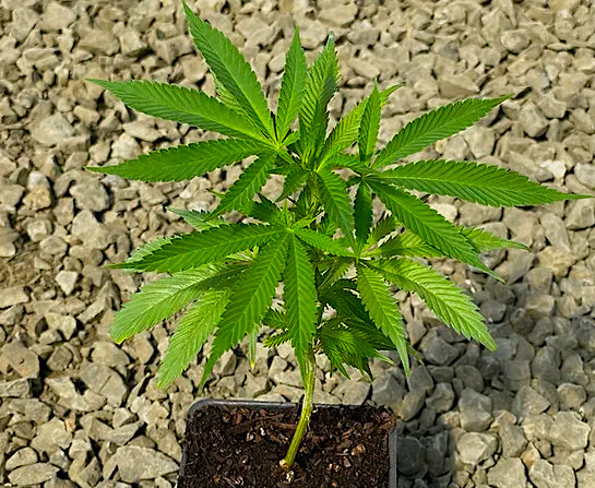 Sour Bremix 3n Triploid Cannabis Clone