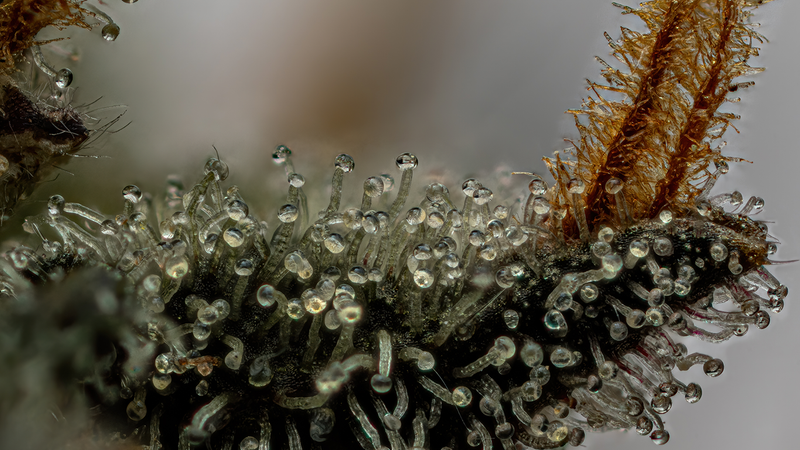 A close-up photograph of trichomes and stigmas.