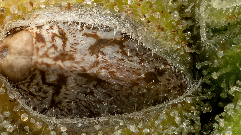 A close-up photograph of a hemp seed pod.