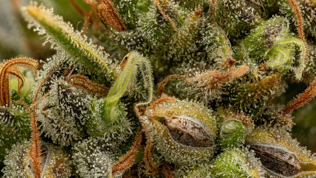 A close-up photograph of a hemp seed pod surrounded by hemp flower and trichomes.