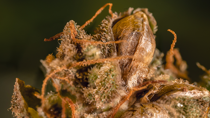 A close-up photograph showing trichomes, stigmas, and the seed of a hemp plant.
