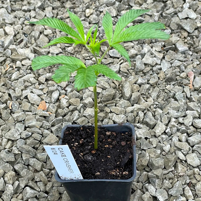 Cake Crasher Cannabis Clones