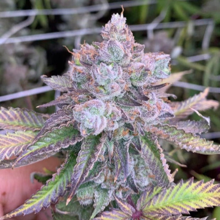 Tropical Pancrepes Feminized Cannabis Seeds