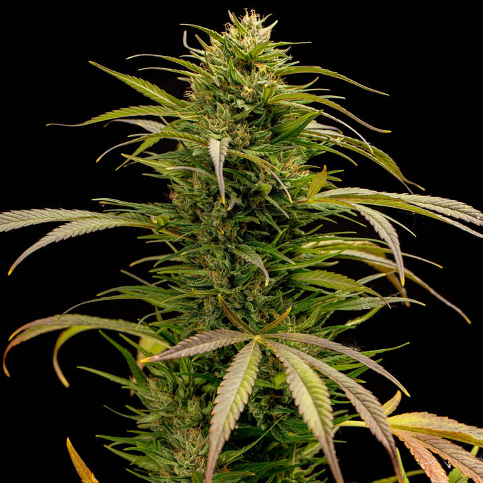 cbd plant seeds True Love CBD Seeds