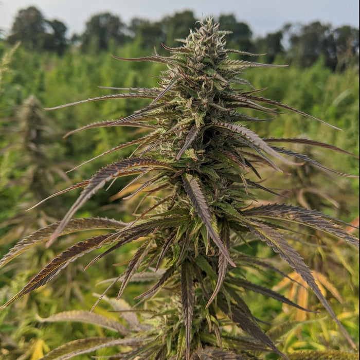 hemp plant seed Wild Wild West Hemp Seeds