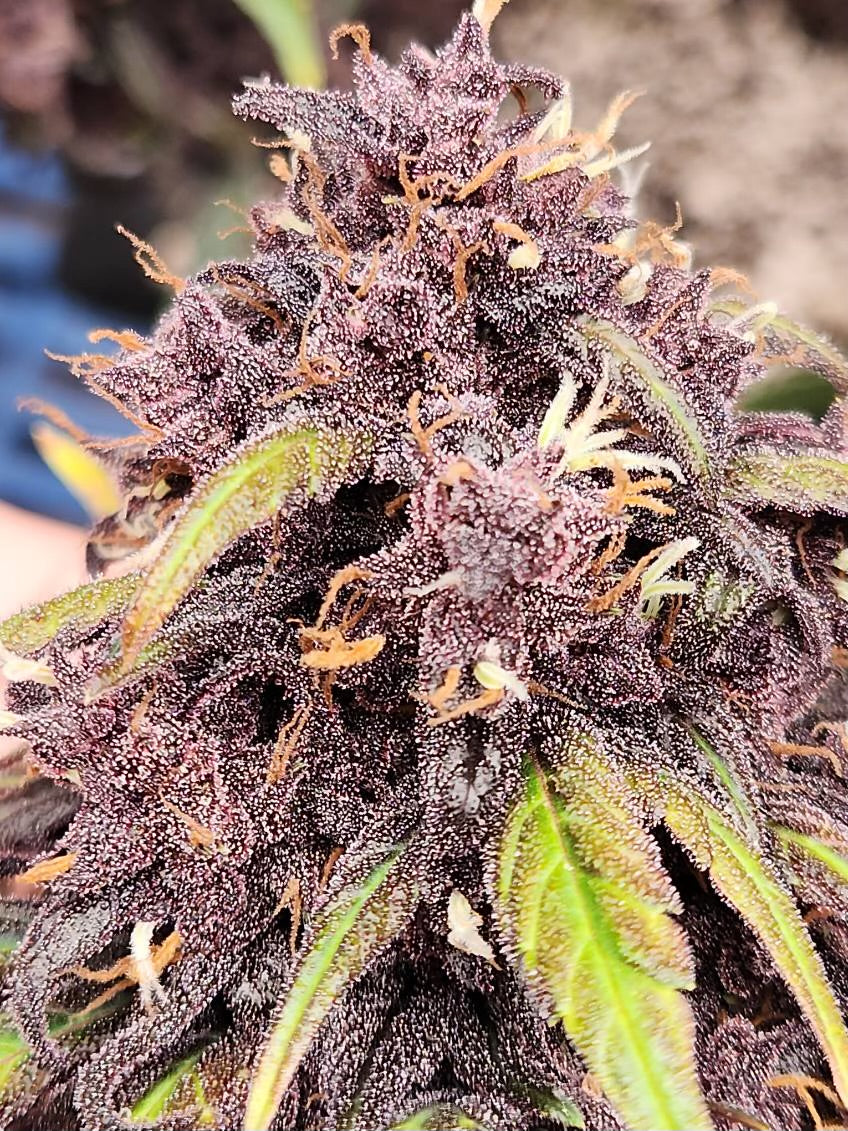 Ultra Pink 3N Triploid CBD Seeds | Trilogene Seeds