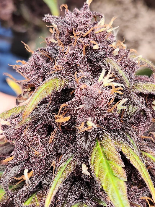 Ultra Pink 3N Triploid Cannabis Seeds