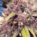 Ultra Pink 3N Triploid Cannabis Seeds