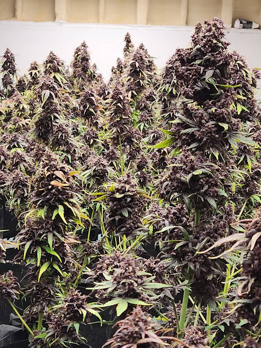 marijuanas plant seeds Ultra Pink CBD Seeds