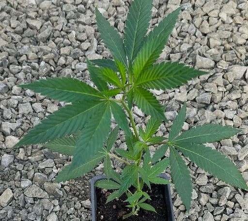 rooted clone for sale