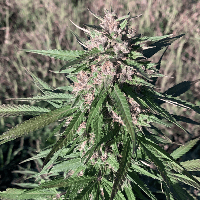 Close up image of Abacus plant with purple nugs.