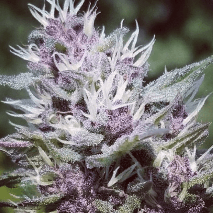 Zoomed in image of Abucus purple leaves and nugs.
