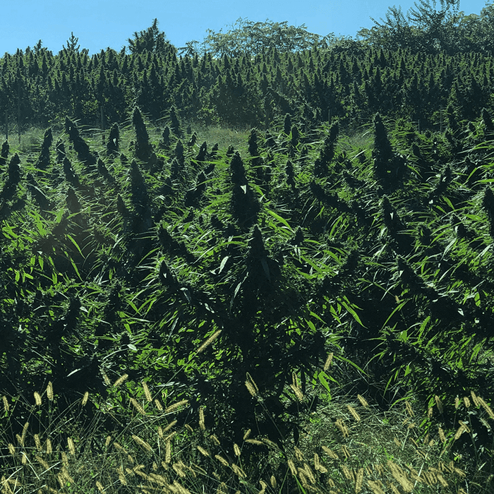 Zoomed out image of Auto Alpha plant in farm.