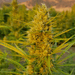 Zoomed in image of Auto Alpha on farm. Nugs and plant have a yellow hue.