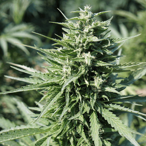 Close up image of Auto Magik feminized hemp plant.