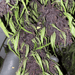 Close up image of Auto Glu plant roots.
