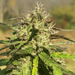 Zoomed in image of Berry Meow flower structure and buds.