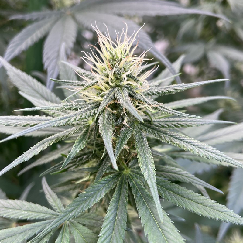 Bubble Berry Hemp Seeds | Trilogene Seeds