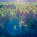 Image of Bubble Berry farm with sun rays hitting the hemp plants.