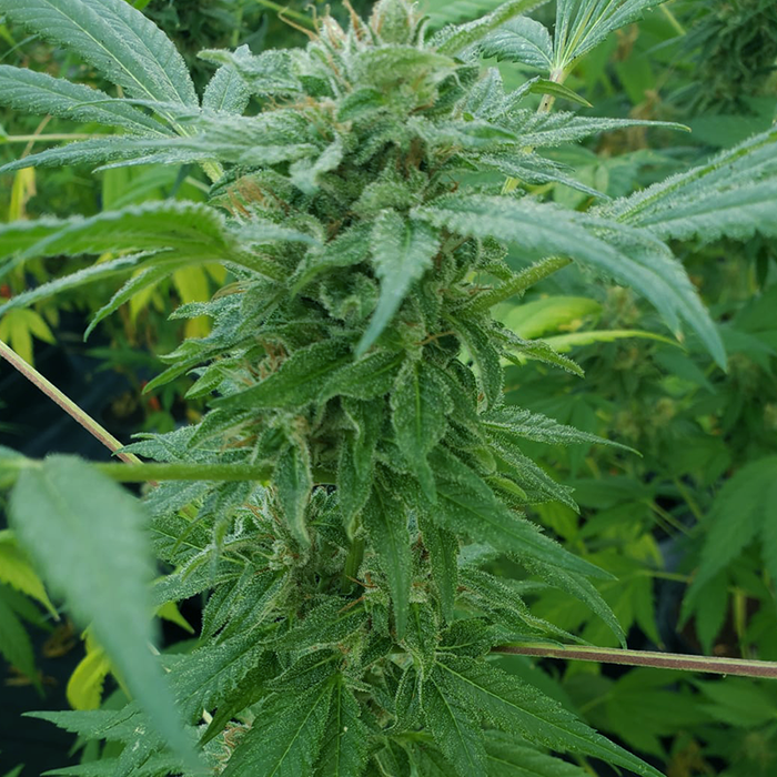 Close up of CBGamit hemp flower in growing farm.