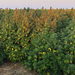Zoomed out image of a field of Lucky Lucy plants. The trees are tall with green and yellow leaves.
