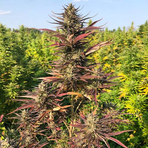 Tall and purple Lucky Lucy feminized hemp plant growing in an outdoor field.