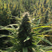 Close up image of Maico hemp flower growing in a field. Tight bud structure can been seen.
