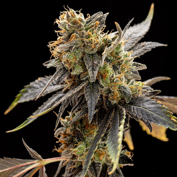 rosella plant seeds Rosella CBD Seeds