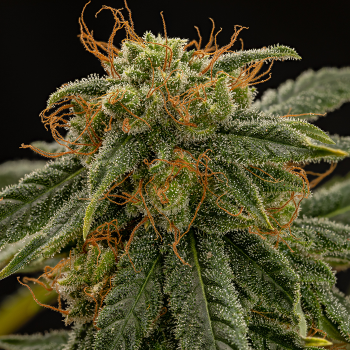 Mirco image of Super Woman hemp plant on black background. Trichomes cover the plant and  orange pistils coming from the top.
