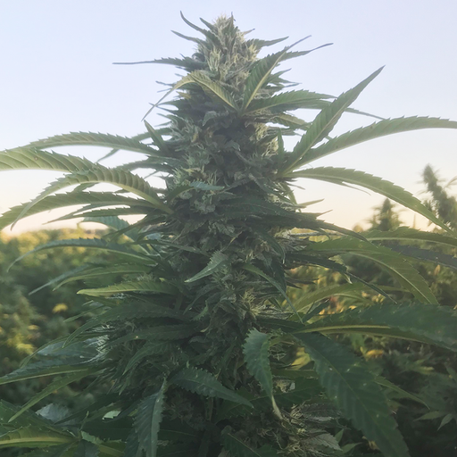 Focused image of Super Woman hemp plant growing in a field outdoors.