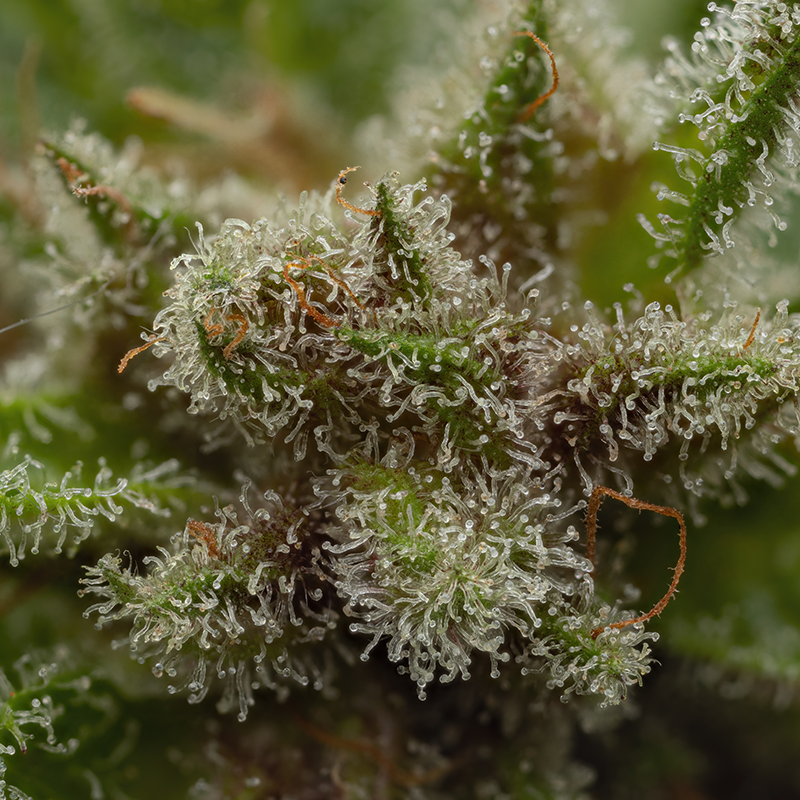 Sweet Grass CBD Seeds | Trilogene Seeds