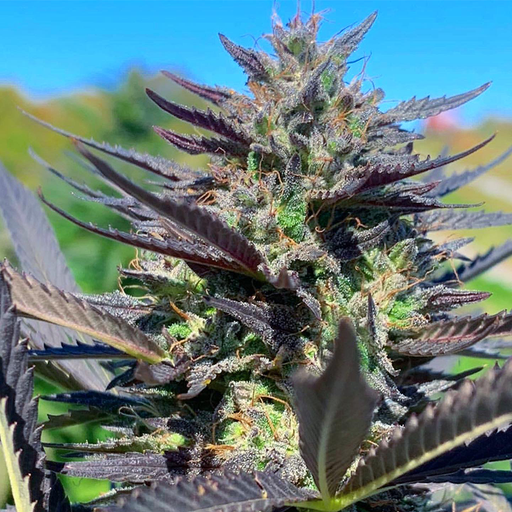 Mirco image of Sweet Rainbow hemp plant displaying its purple leaves and dense bud structure.