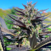Mirco image of Sweet Rainbow hemp plant displaying its purple leaves and dense bud structure.