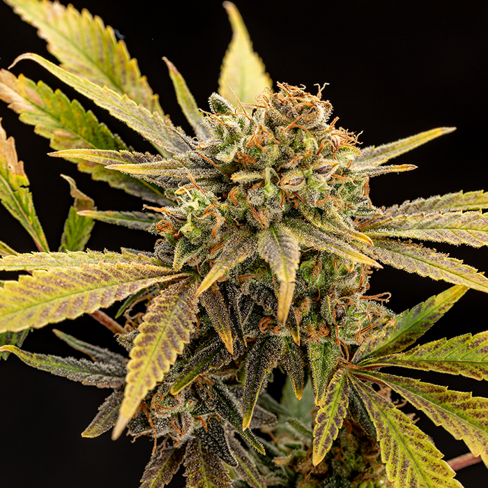 Top view of Sweet Rainbow feminized hemp flower highlighting bud structure and resin covered nugs and leaves. Image against a black background.
