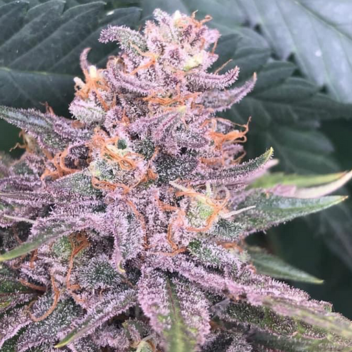 Macro image of Cherry Bomb plant. Displaying a strong purple and orange fade.