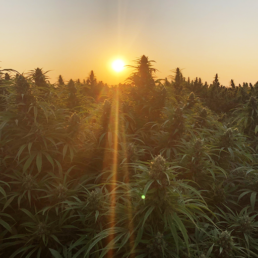 Image of a field of Red Robin hemp plant with sun setting in the background.